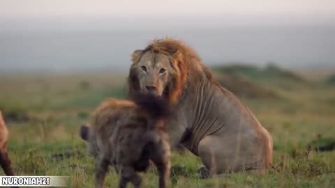 Lion Trapped by Clan of Hyenas - Dynasties