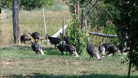 Twenty Turkeys (or more) - Large Wild Turkey Flock Passes Through