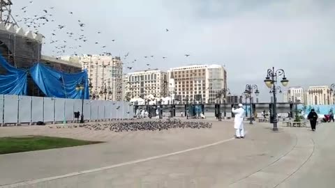 pigeon at masjid e nabvi