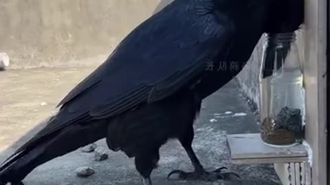 Intelligent bird thinking out of the box to drink water