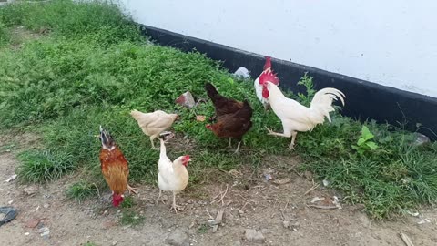 Chicken family's eating grass in the field