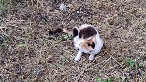 A cute itchy stray cat. This cat is very itchy.