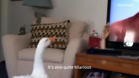 The goose is watching the animation the owner suddenly changes the stage,then don't laugh