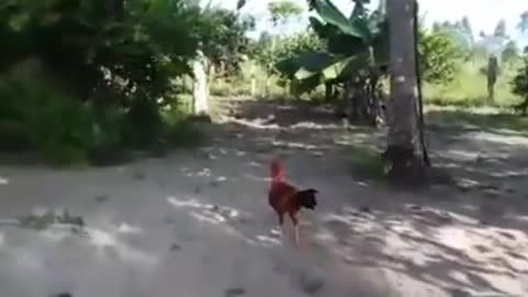 Dog v/s Cock