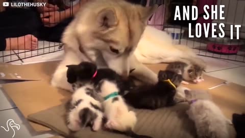 Dog Helps Her Cat Friend Raise A Litter Of Orphaned Kittens