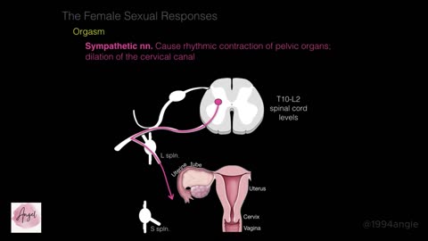 03.Female Repro System. Orgasm