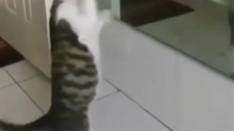 Cat dancing