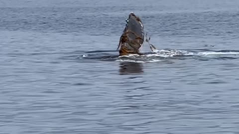 the natural view of whale fish just watched it. #whale #Catalina #Fishing #FishCatalina #whaleFish #Beach #LifeLike