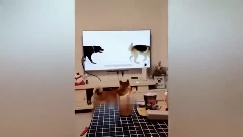 Funniest Cats And Dogs Videos 😂 - Best Funny Animal Videos 😅