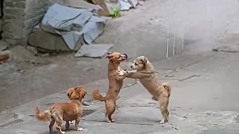 Twe puppies are playing together