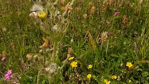 A section of leaf and flower species from village life / chapter 40