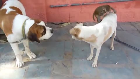 Dog VS Monkey Funny - Man's best friend vs 97% human LOL