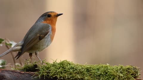 Robin Bird Forest Nature Spring Fly Ali Animal