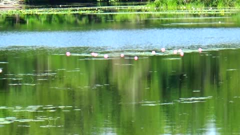 Water Lilies