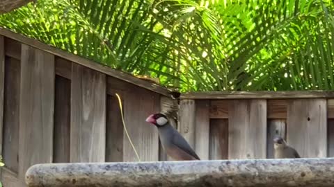 Hawai’i Back Yard Birds Java Sparrow