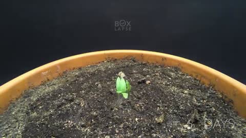 Growing TOMATO Plant From Tomato Slice TIME LAPSE - 120 Days