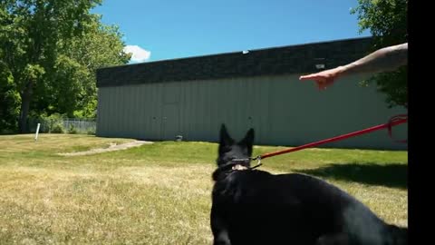 EXTREMELY LEASH AGGRESSIVE GERMAN SHEPHERD TRIES TO ATTACK DOG! (HOLY CRAP!)