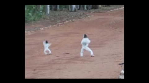 SIFAKA lemur from Madagascar