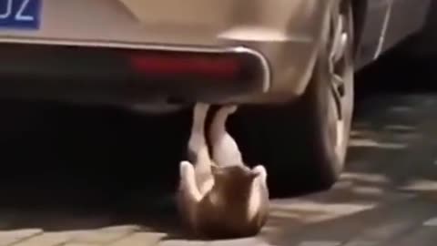 Cat Performs Sit-ups Underneath Car