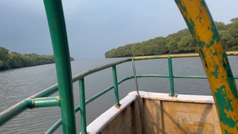 Mangrove forest