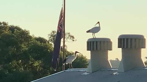 Australian White Ibis Riding on Whirlybird