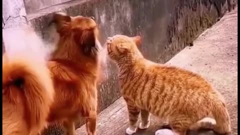 Funniest animals 2023 🐱In tiktok 😂 Funny and Fails Pets Video #15