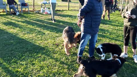 Puppy play, Milo and friends