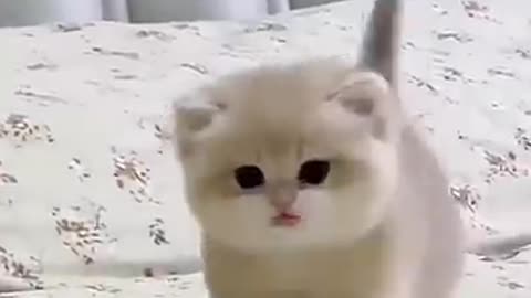 Cute voice of cute cat