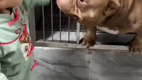 Pitbull Says Hi To His Little Friend