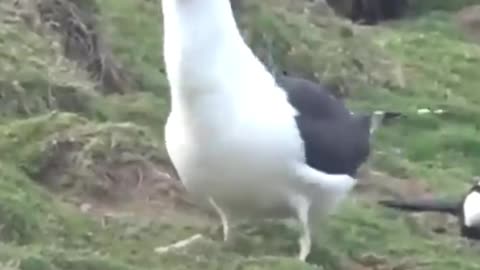 seagull eats rabbit