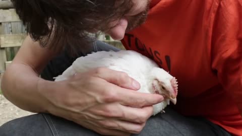 Les refuges pour animaux d’élevage