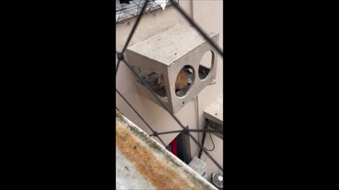 Cat Not Rescued From Building Structure