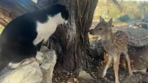 a cat and a deer fight and the cat wins