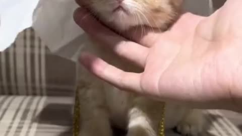 Cute 🐈 cat dancing😻😻