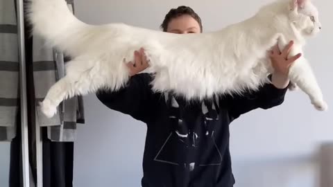 How big is Maine Coon cat female?