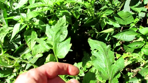 Identifying Snail and Slug Damage on Tomatoes & Peppers: Keep a Journal, Iron Phosphate, Prevention