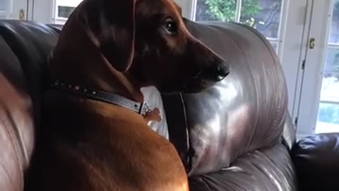 Dog known for “lion hunting” watches tv show with a lion on it