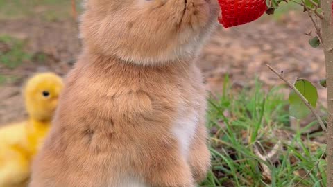 Cute bunny🥰🥰