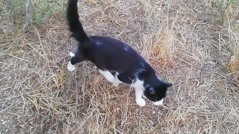 Felin walking cat