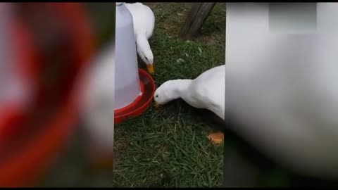 Funny animals eating food funny.