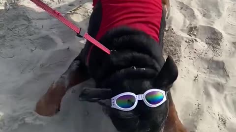 Dog with Goggles Loves Sand || Viral Verse