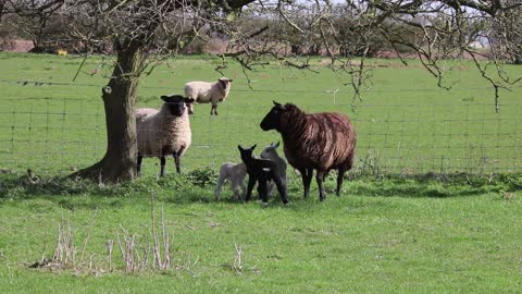 sheep day