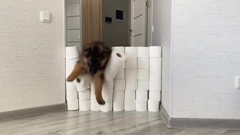 Golden Retriever & GSD Puppy React to The Toilet Paper