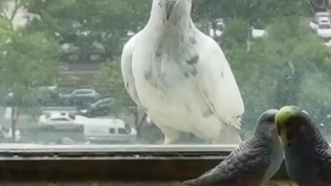 Curious pet budgies interact with pigeon on window ledge