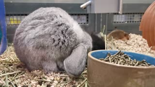 Hungry rabbit