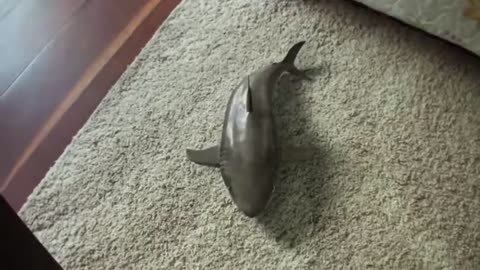 Cutest Baby Shark Happy Shark Funny Shark Cute Baby Animals Reaction