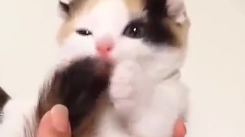 Bebe cat