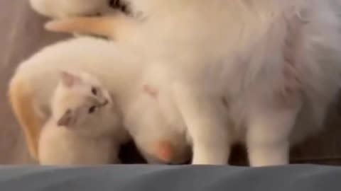 Adorable Cat and Her 6 Kittens Playing😍♥️ | Heartwarming Pet Video on Rumble