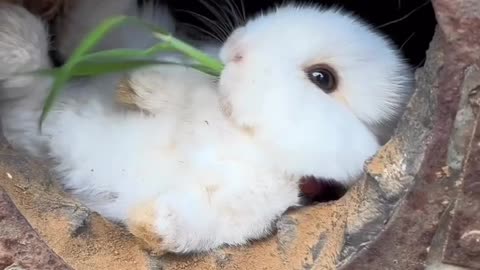 Bunny video . Cute bunny