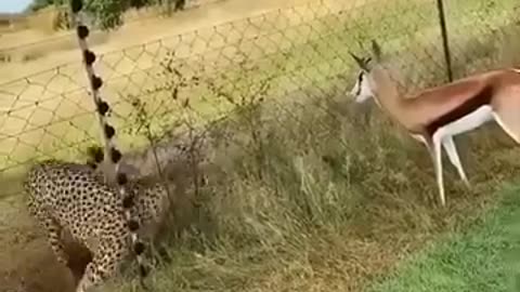 🐅🐆Leopard and Dear 🦌🦌of the beautiful Comedy